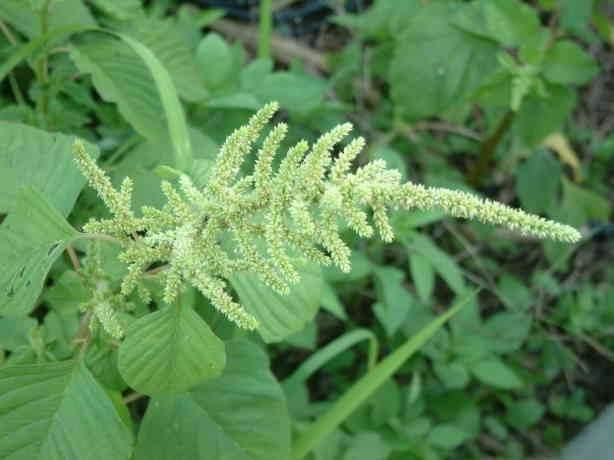 认识常见植物,野外常见水培植物有哪些