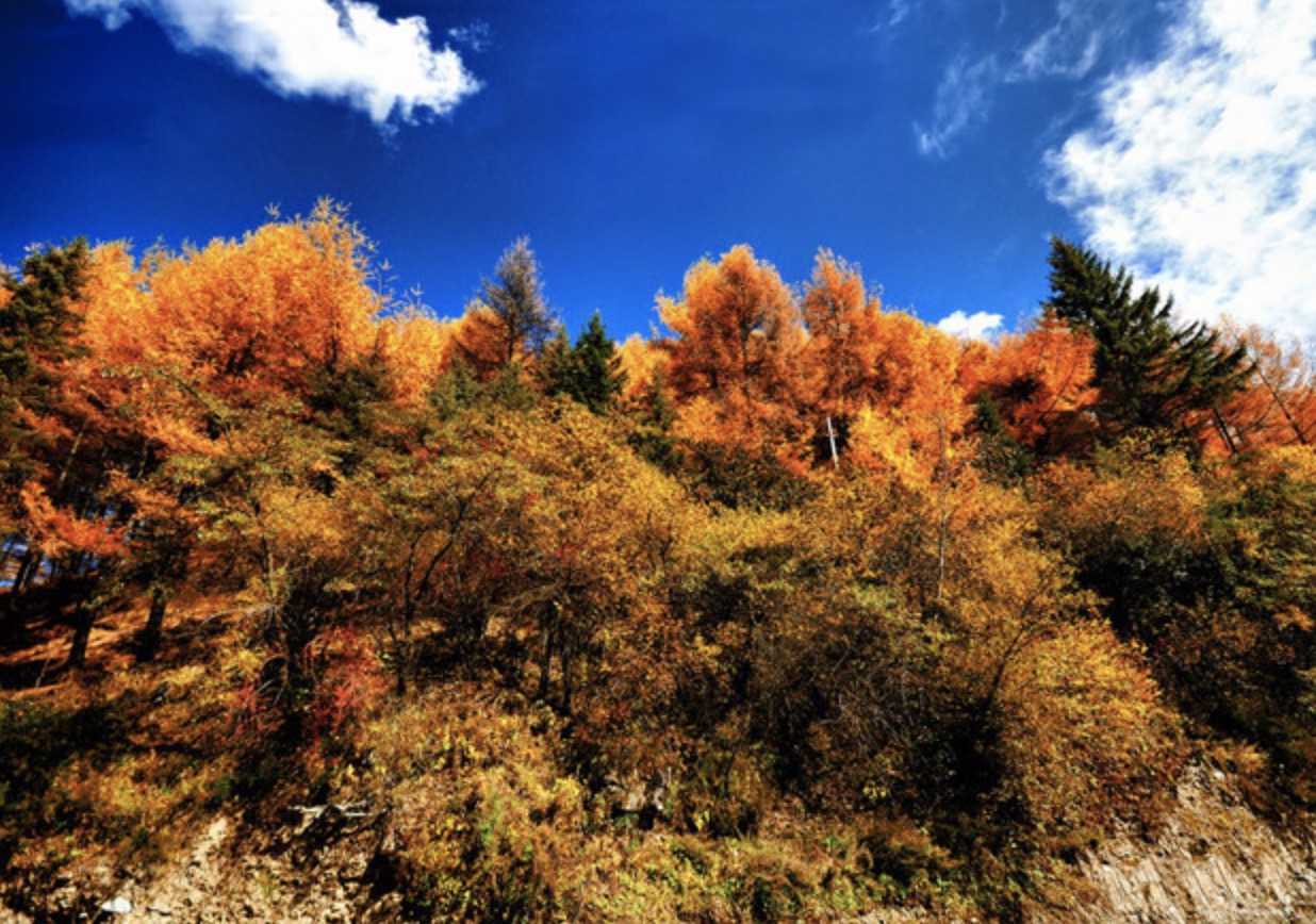 冬季川西毕棚沟小众景区,川西小环线旅游攻略毕棚沟