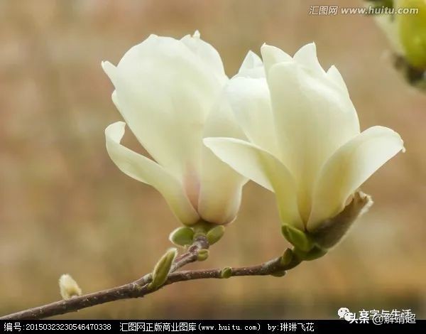 写玉兰散文,玉兰赋能