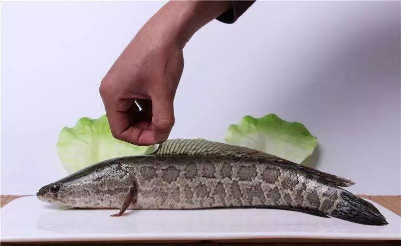 酸菜鱼黑鱼火锅,酸菜鱼黑鱼片速食火锅