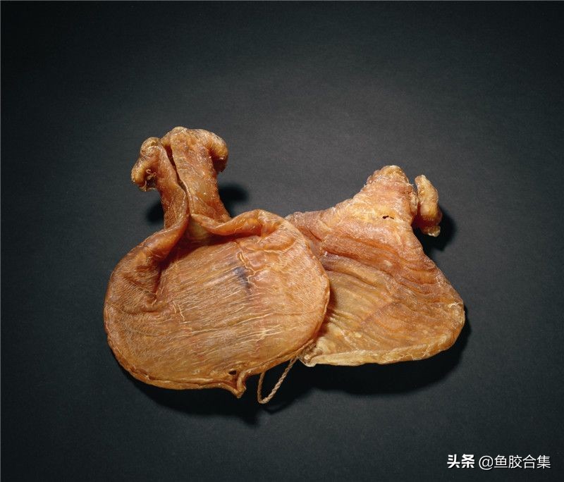 鱼胶品种介绍赤嘴鱼胶价格,鱼胶赤嘴图片