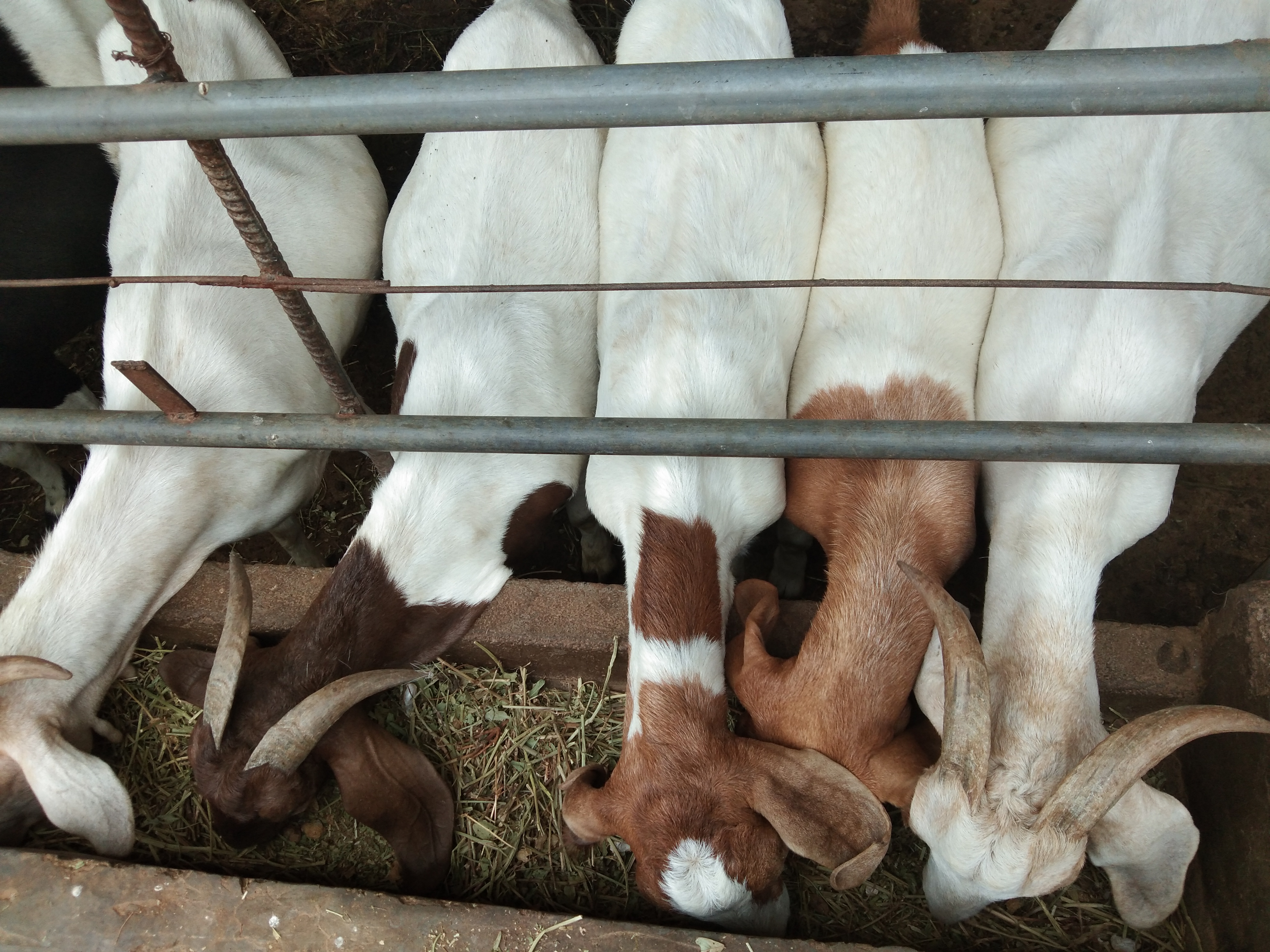 养羊人常用的几种药物汇总，家中常备，以防不时之需（上）