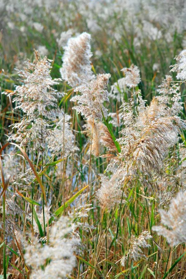 山东这两座小城，集齐了所有令人向往的美景，超级适合自驾！
