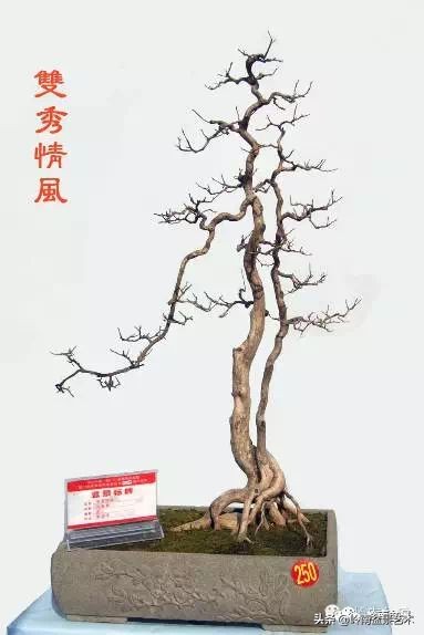 双干树,双干型果树