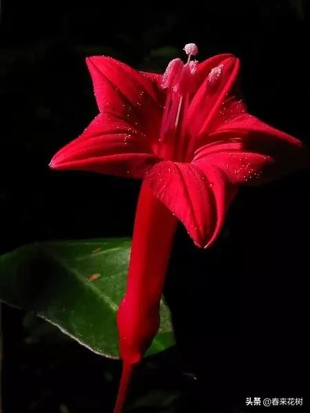 神奇的植物图片及介绍大全,十大最好的神奇植物