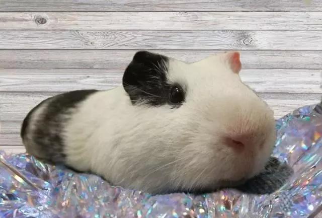豚鼠长相呆萌可爱,可爱的小豚鼠