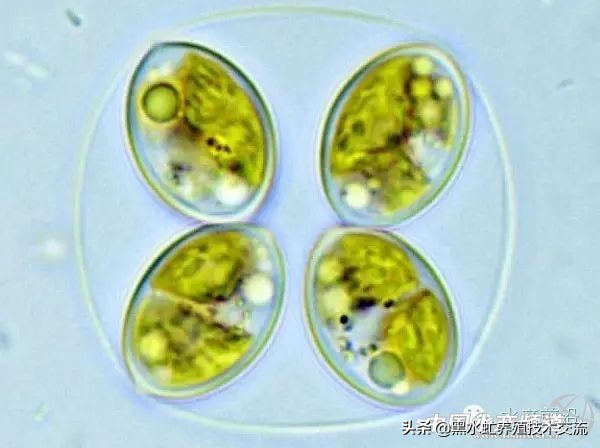 水产藻类大全图片,水产藻类知识大全