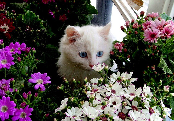 用百合花帮爱猫发情？母猫却因此出现肾衰竭，需知此为“毒花”