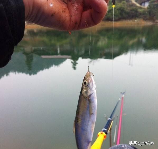 钓鲫鱼怎么有效避开餐条闹窝,夏季野钓怎么避开小餐条
