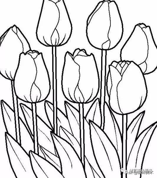 工笔花卉线稿和色稿,花卉白描线稿