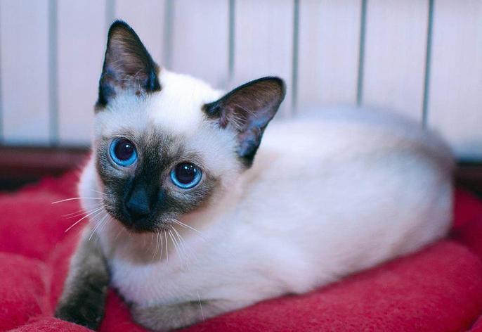 母猫更粘人还是暹罗猫更粘人,十大最干净最好养的猫暹罗猫