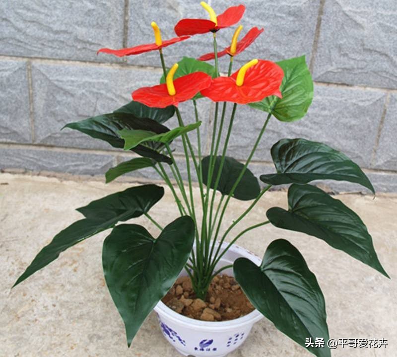 红掌叶发黑怎么治,红掌叶片黑枯怎么办