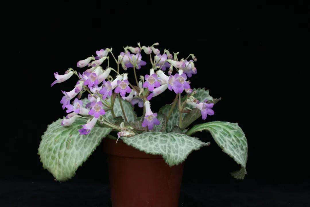 这43个来自世界各地的新品种，快来看看有没有你的菜