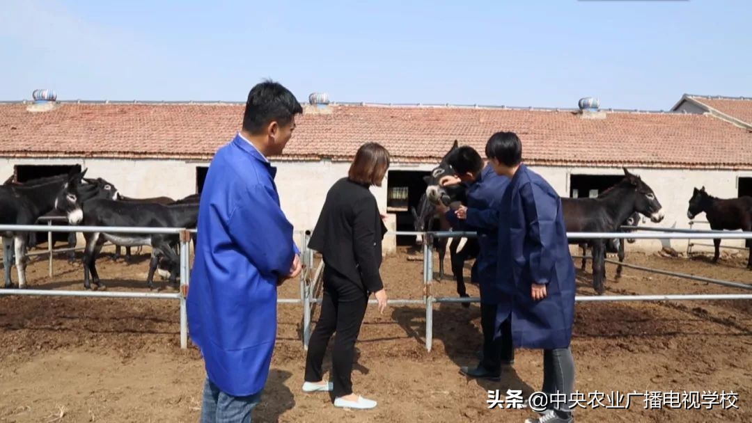 田间示范秀2020年视频,田间示范秀养绵羊