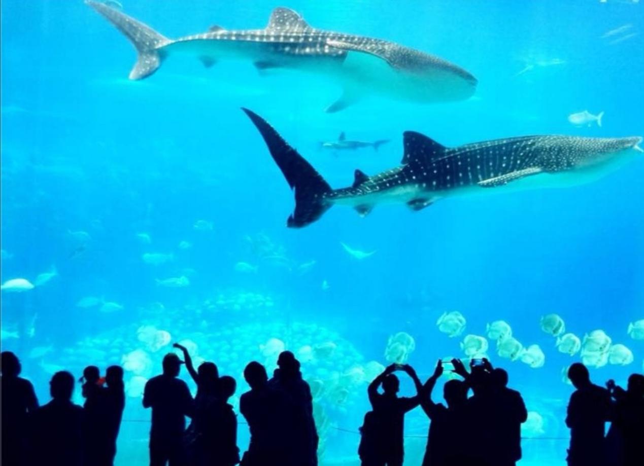 春节一天游珠海长隆游玩攻略,五一珠海长隆旅游攻略