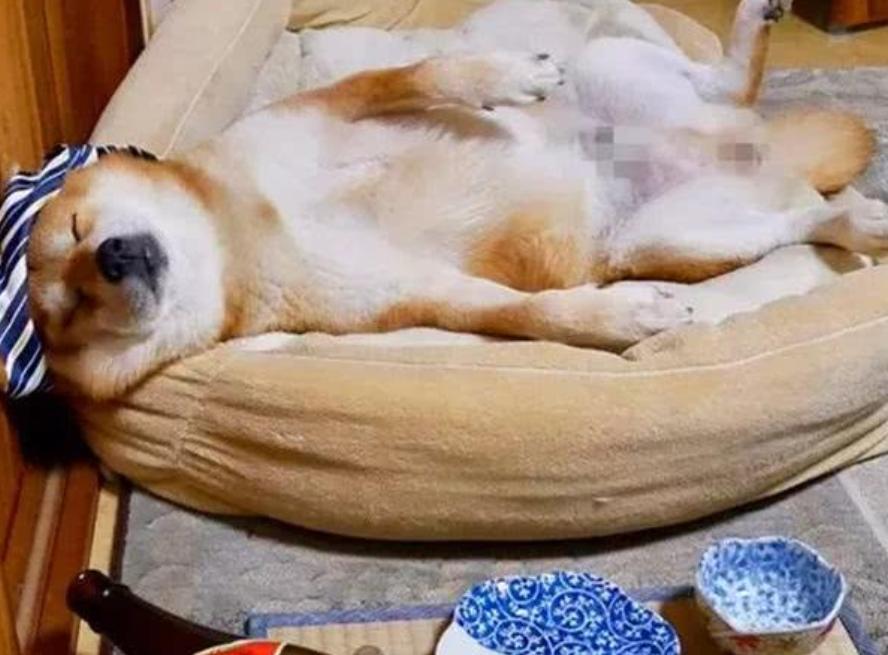 狗狗有哪些表现说明被你养熟了,狗狗有了吃的就不管主人了怎么办