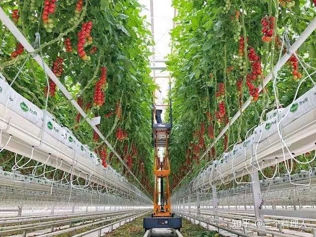 灞变笢鐨勮敩鑿滅粰鍝噷渚涚粰,灞变笢鐨勮敩鑿滈兘渚涘摢閲屼簡