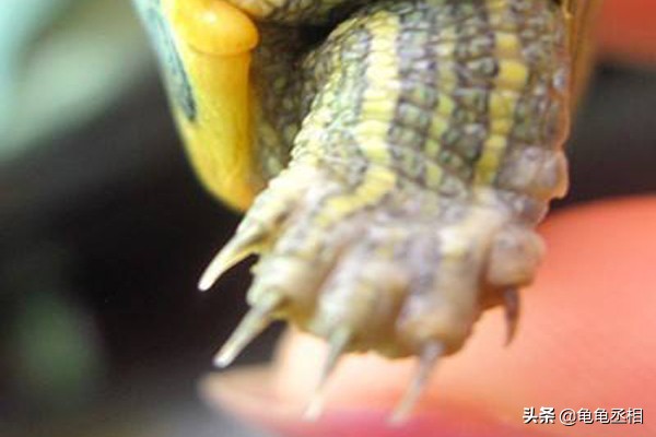 乌龟腐皮对乌龟有影响吗,如何分辨乌龟的脱皮和腐霉病