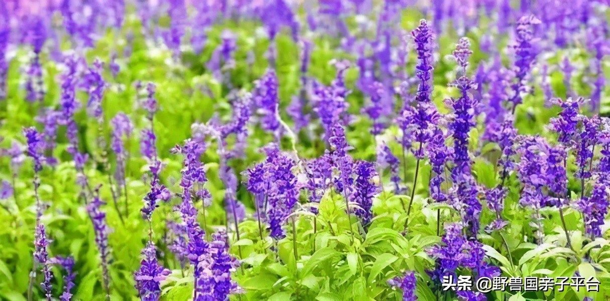 春天的花真的很美丽让人向往,春天的花也太美了