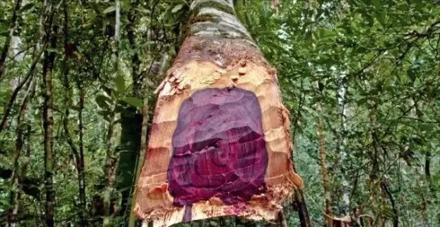 红木大全,红木家具资料