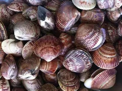 大连海域常见贝类,大连地区海产贝类原色图鉴