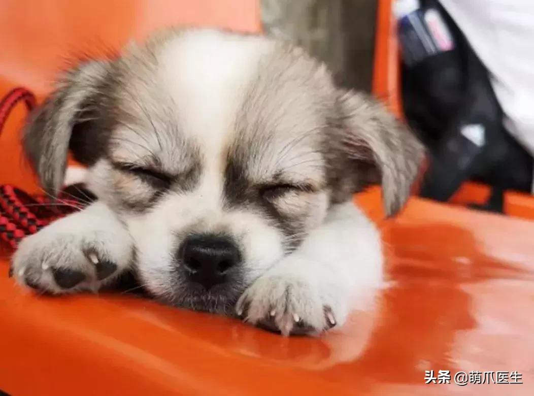 领养一只猫真的很难吗,领养很难