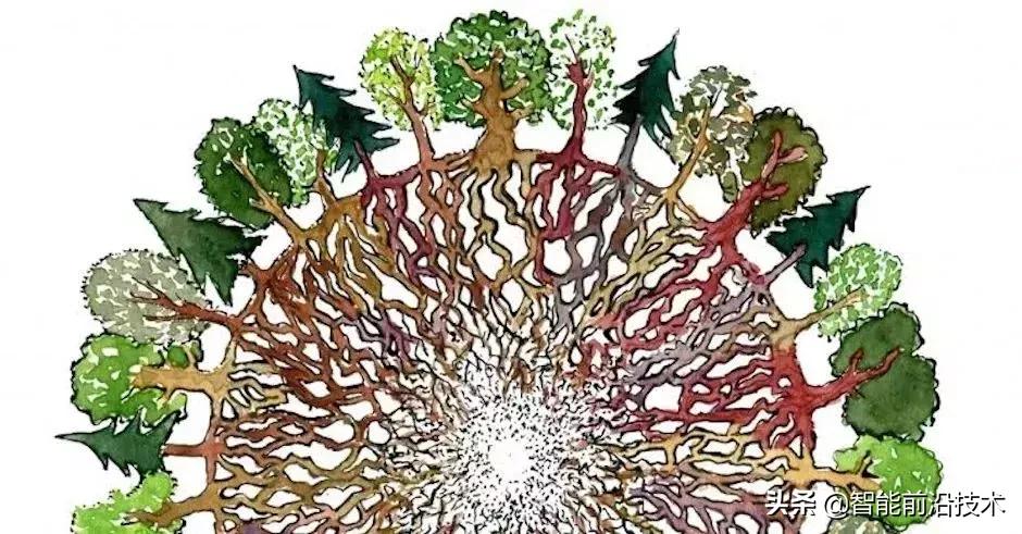 神奇“树联网”,地球本身是一个巨大的超生物体