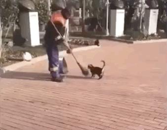 去土耳其当猫好吗,在土耳其做一只幸福的猫