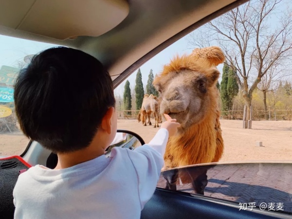 野生动物园长隆游玩攻略,野生动物园长隆攻略图片
