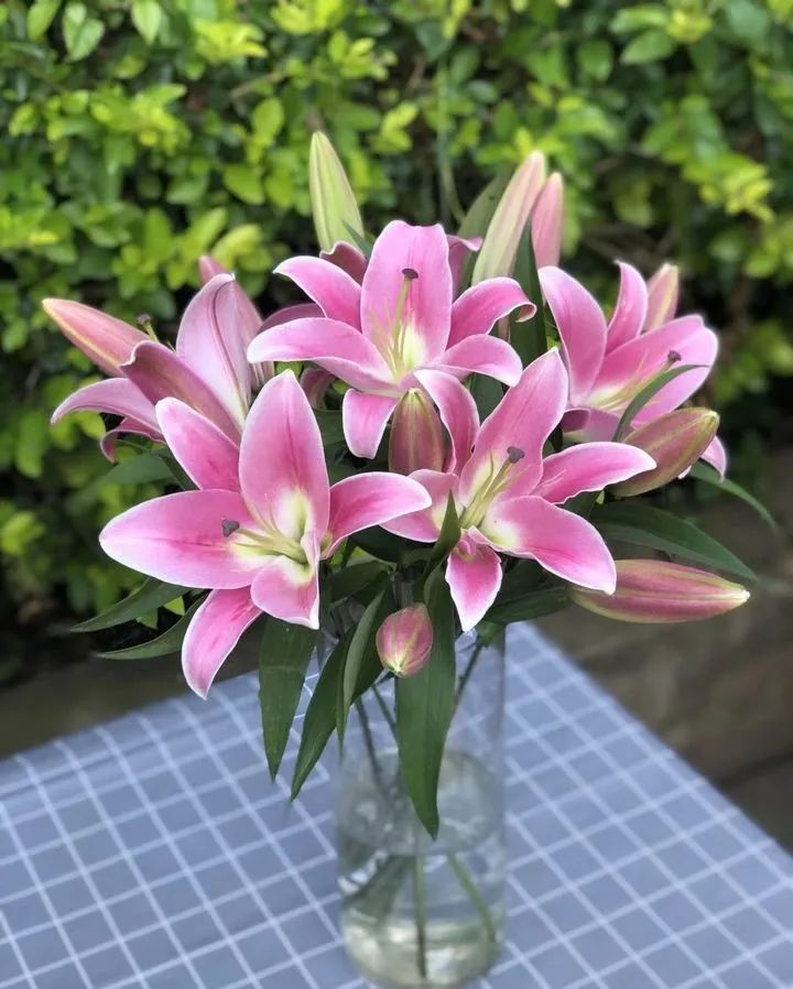 秋日赏花，百合必须要拥有姓名