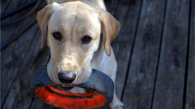 哪些玩具可以逗狗狗开心,安抚狗狗情绪的玩具