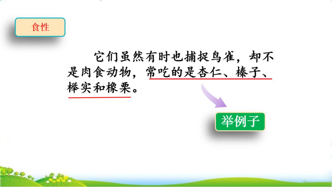 五年级语文第17课松鼠讲解,五年级上册第17课松鼠教材详解