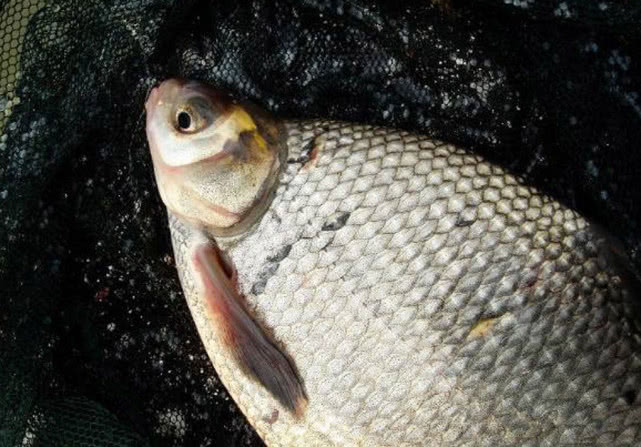 鲜嫩入味的清蒸鱼,肉质紧实的清蒸鱼有哪些