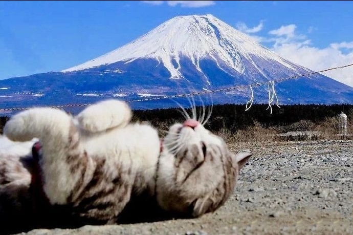 今日萌图,仓鼠身上长了疑似肿瘤的东西