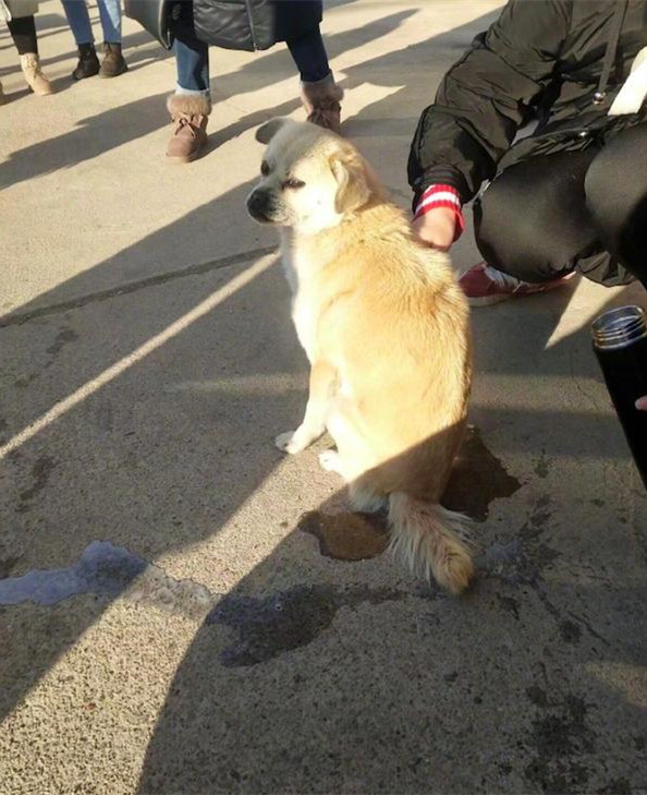 带狗出去排泄，看它蹲下半天都没结束觉得不对劲，凑近后直捂脸