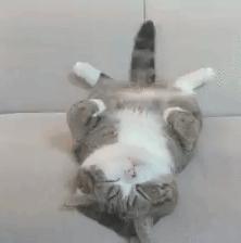 吸猫不得不知道的常识,沉迷吸猫的原因