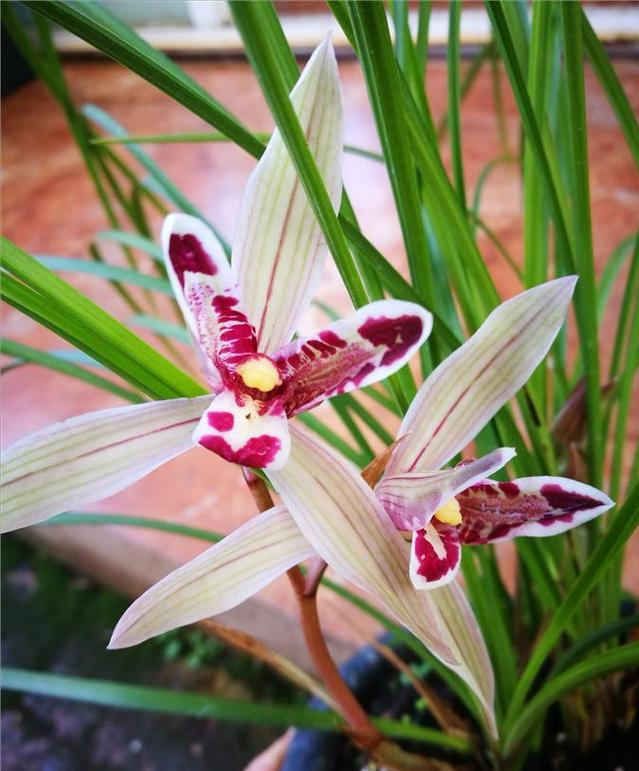 莲瓣兰玉兔彩蝶苗真假鉴别,玉兔彩蝶莲瓣兰价格