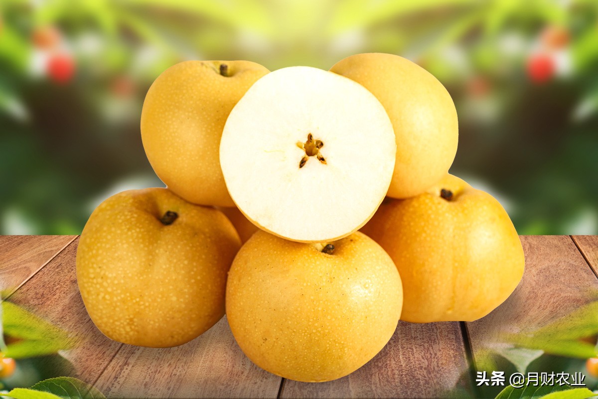 怎么区分秋月梨和丰水梨,如何区分秋月梨和秋皮梨