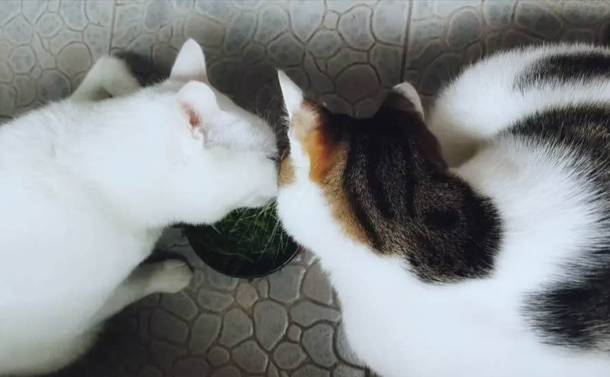 猫是肉食动物为什么它吃猫草,猫属于肉食动物一般不吃什么