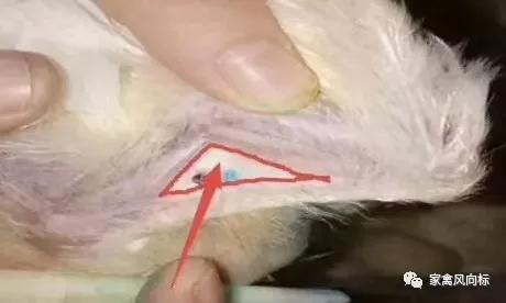 鸽子嘴巴里长了鸽痘怎么治疗,小鸽子得了鸽痘应该怎么治疗