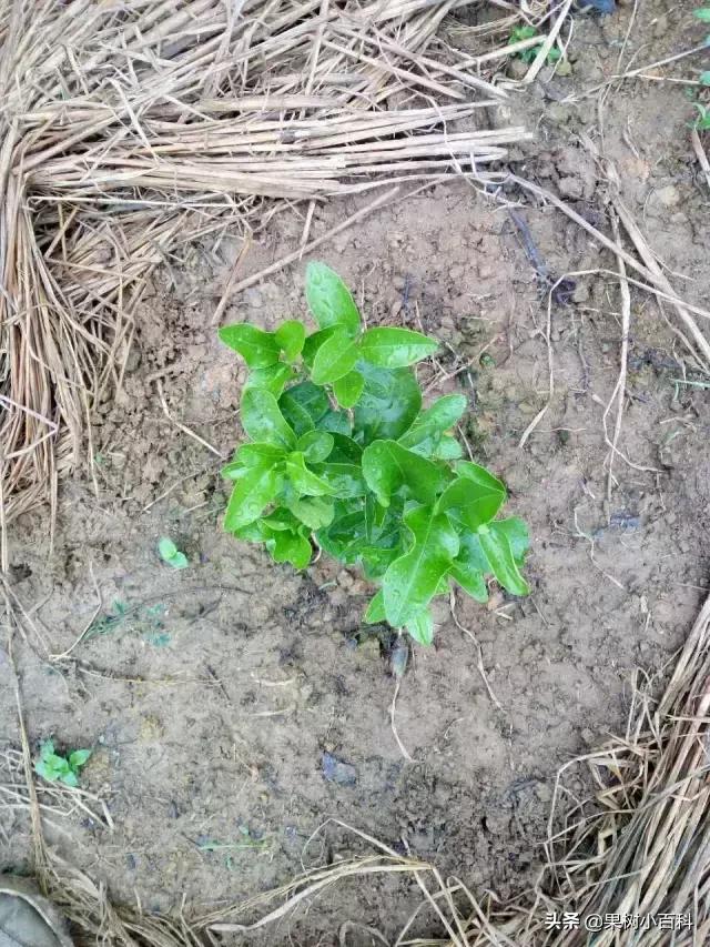 作物的根系好不好,直接决定作物的产量,柑橘尤其如此