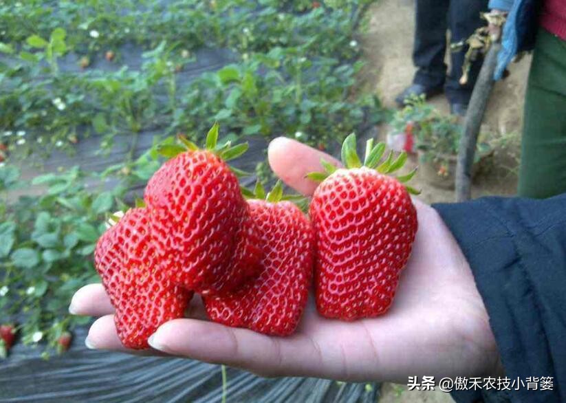 草莓定植多久可以缓苗成功,如何提高草莓种植移栽成活率