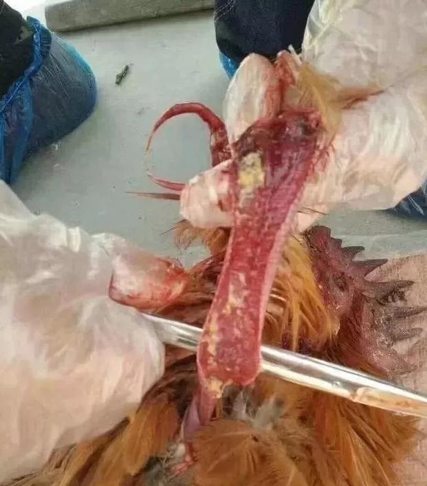 鸡支堵的防治方法,鸡支气管堵有什么治疗方法