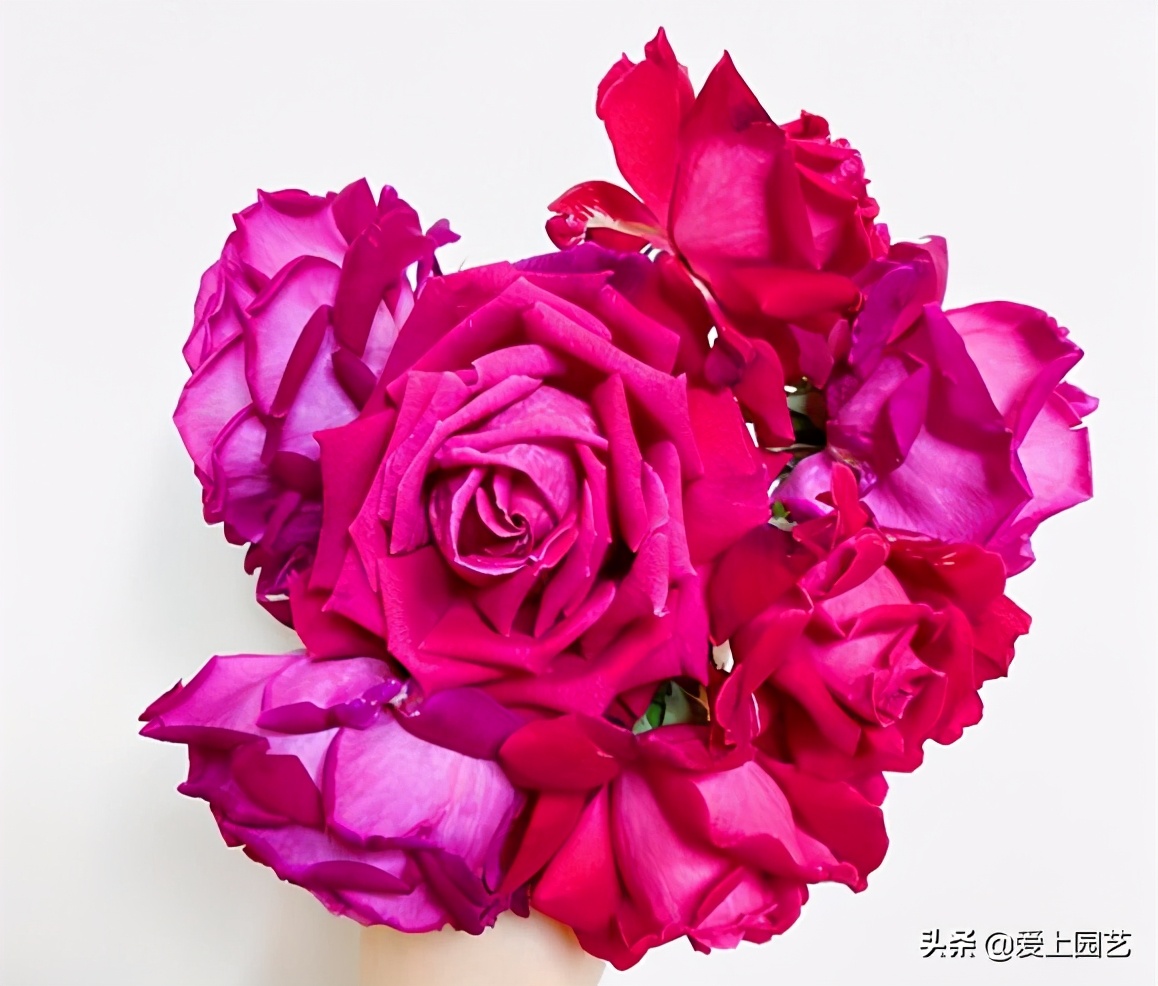 紫红色浓香月季有哪些品种,常见的大花浓香型月季