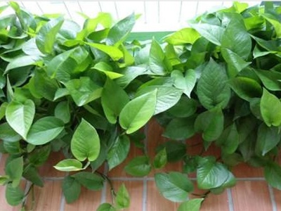 水养绿萝黄叶的原因和解决方法,水养绿萝总是黄叶是怎么回事