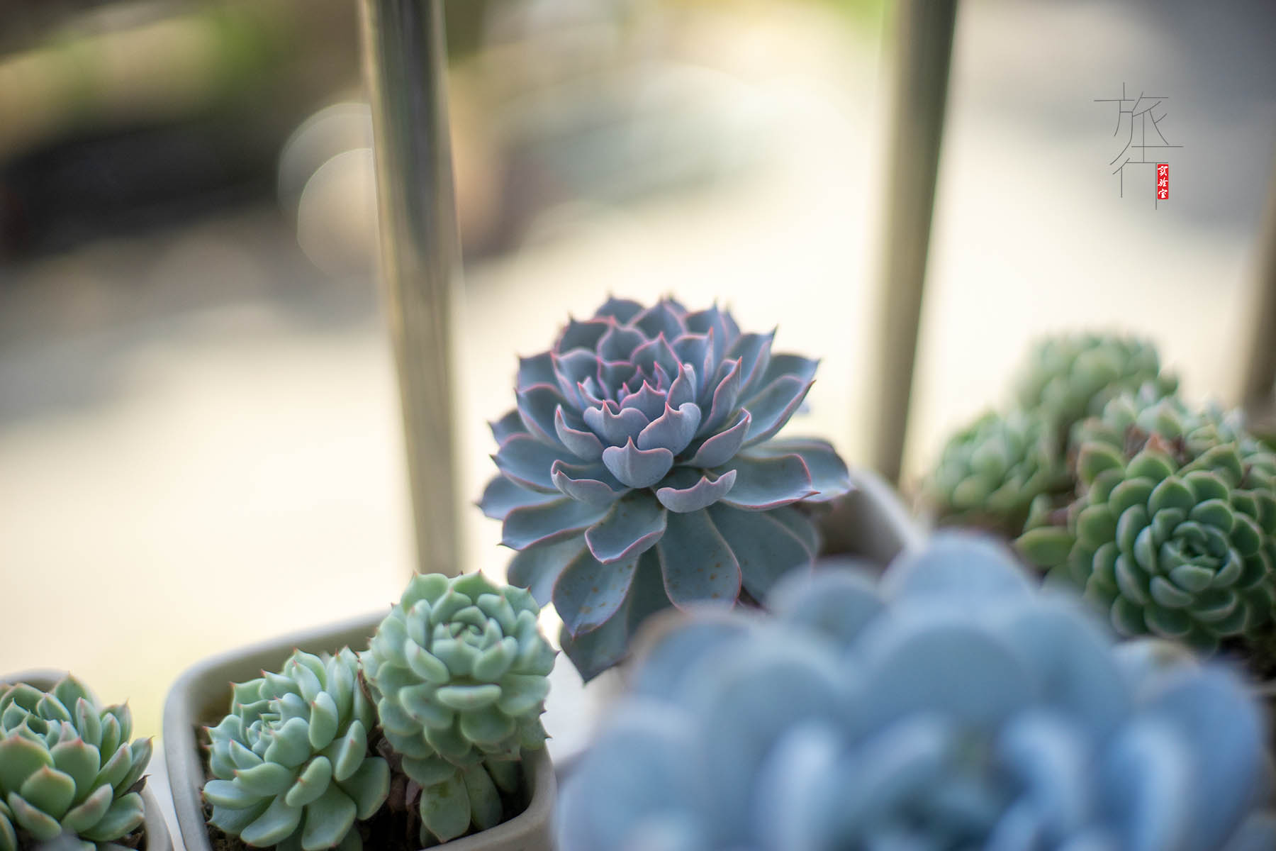 佳能定焦镜头哪个最好最清晰,佳能24mm和35mm定焦镜头哪个好