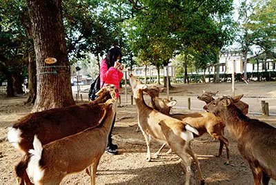 2020鏃ユ湰澶ч槳,澶ч槳浜兘濂堣壇鍏ぉ瀹夋帓