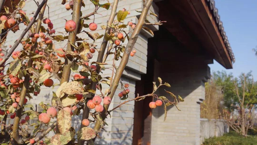 冬天手脚冷适合喝什么茶,冬天手脚冰凉适合什么茶