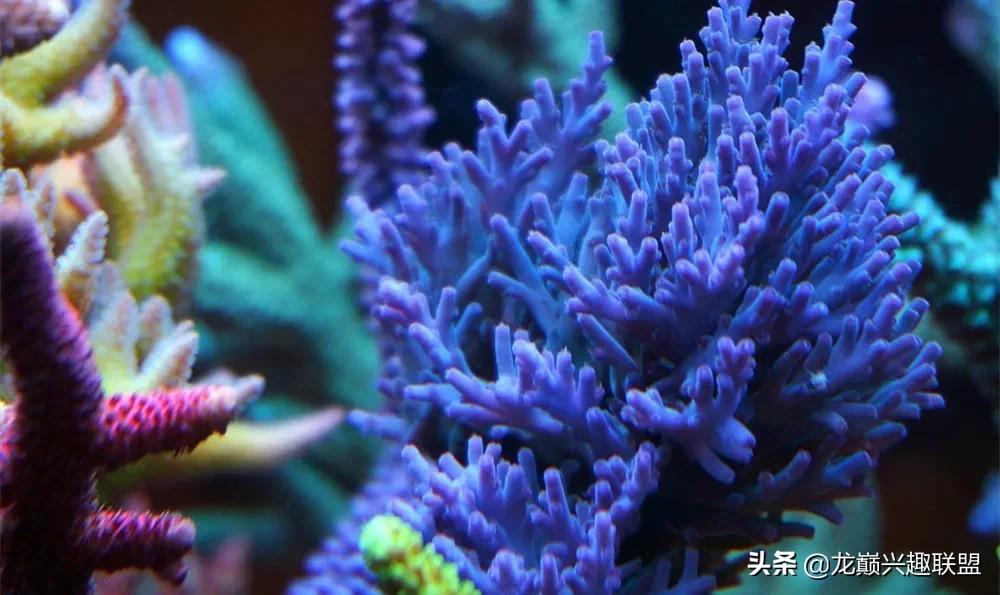 惊cry！90cm海缸竟然饲养77种生物，你敢挑战吗？