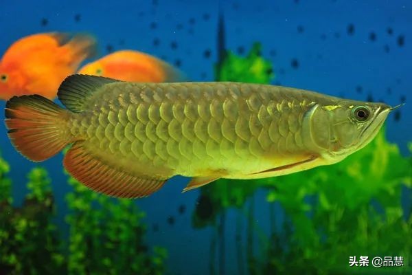 十种便宜又漂亮的龙鱼,一旦拥有别无所求是什么广告